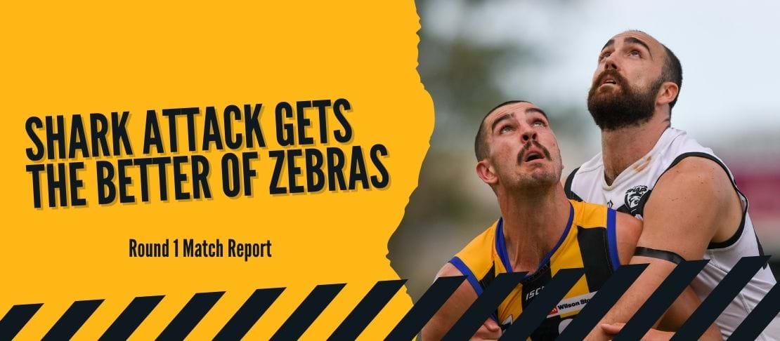 Shark attack gets the better of Zebras